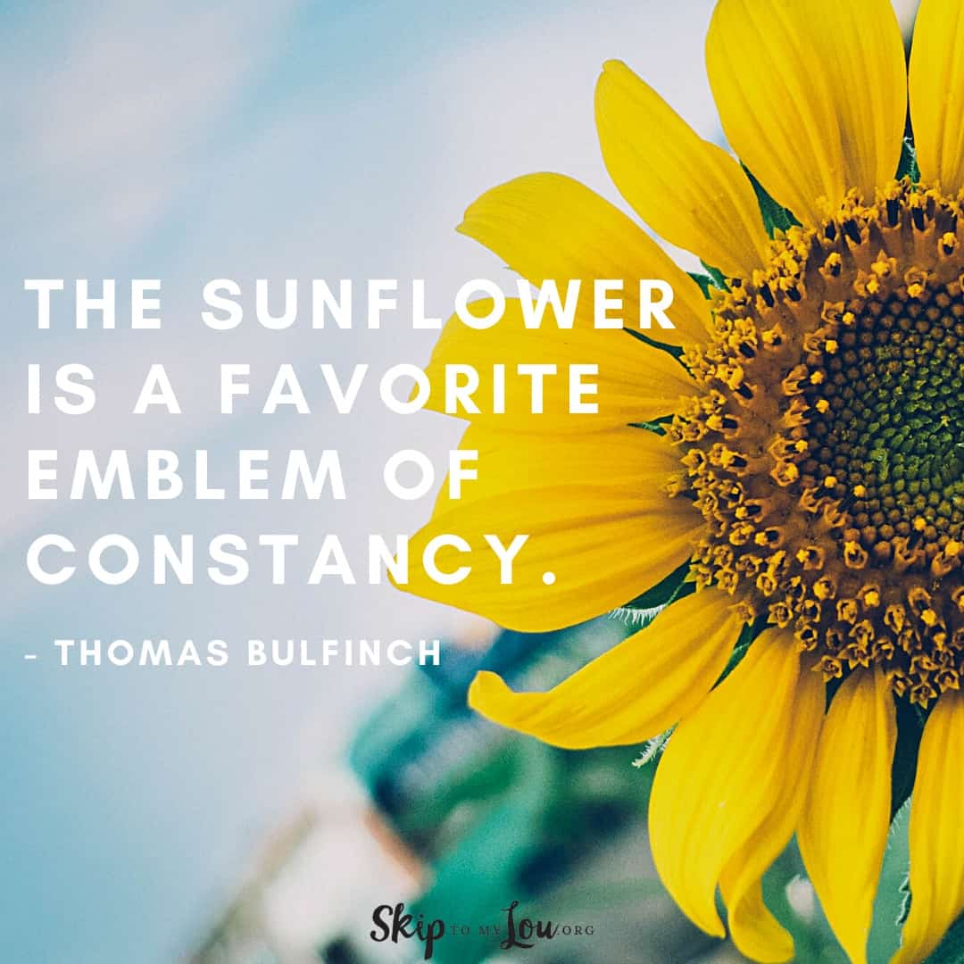 The sunflower quote Thomas Bulfinger