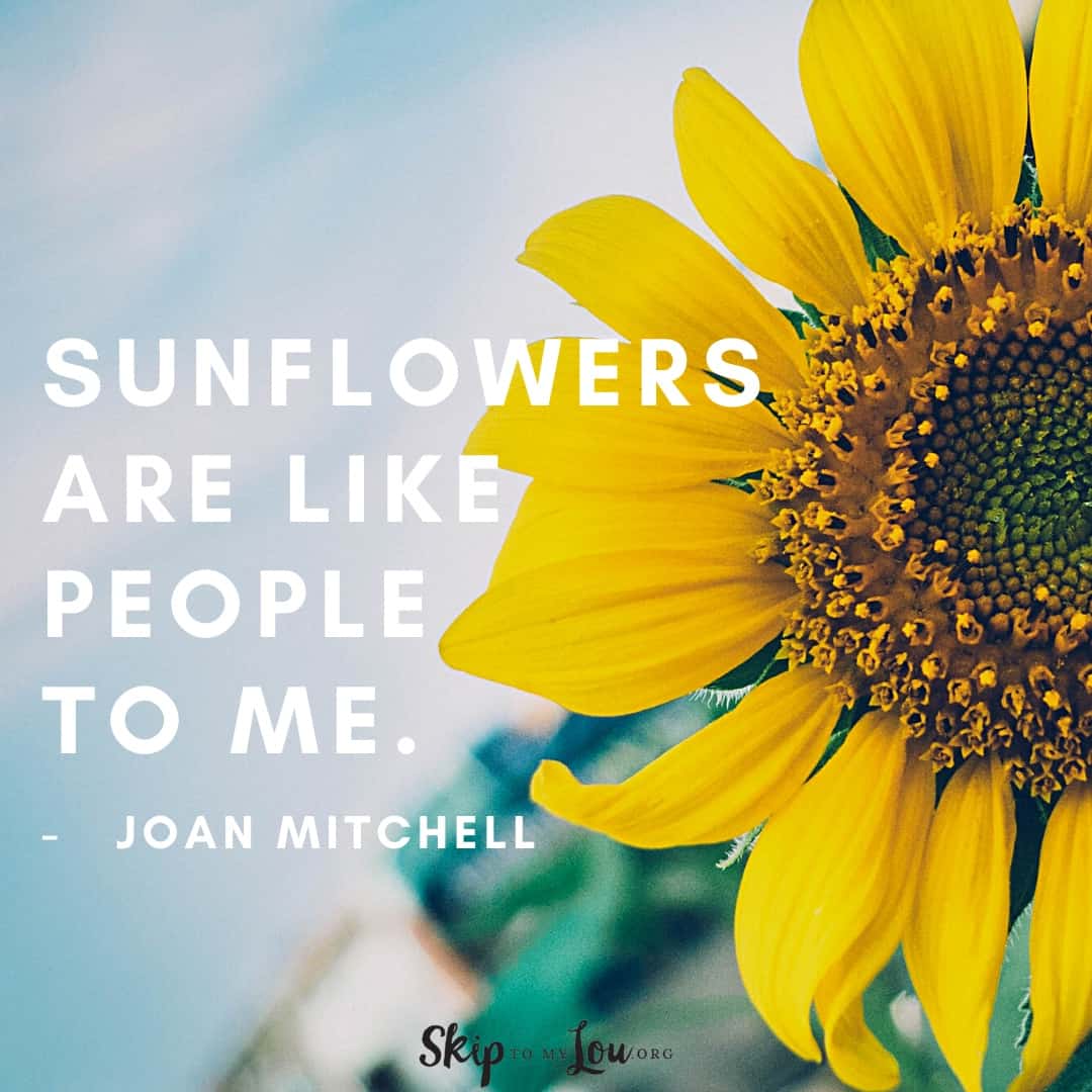 sunflowers are like people sunflower quote Joni Mitchell