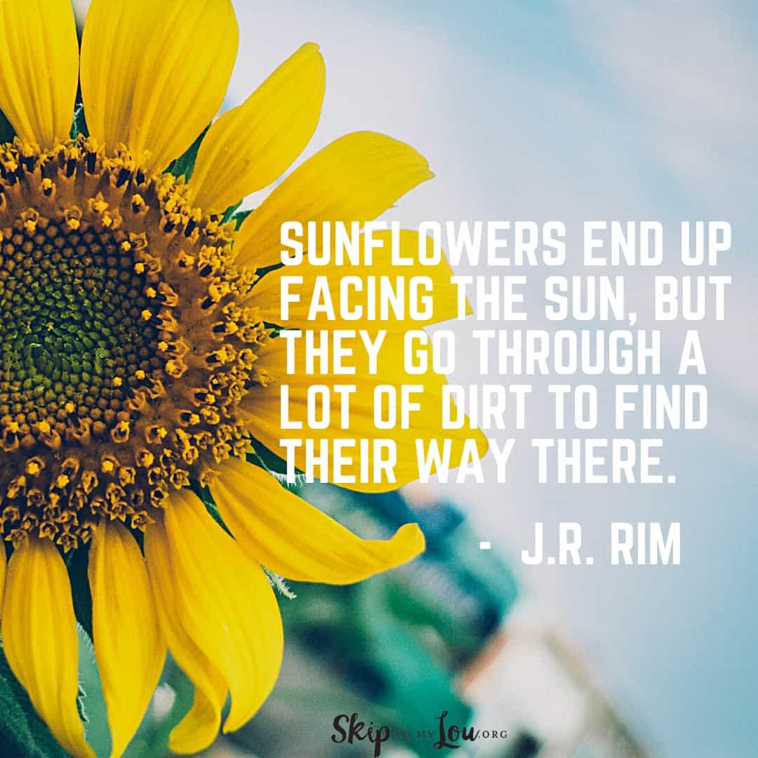 sunflowers end up facing the sun sunflower quote J R Rim