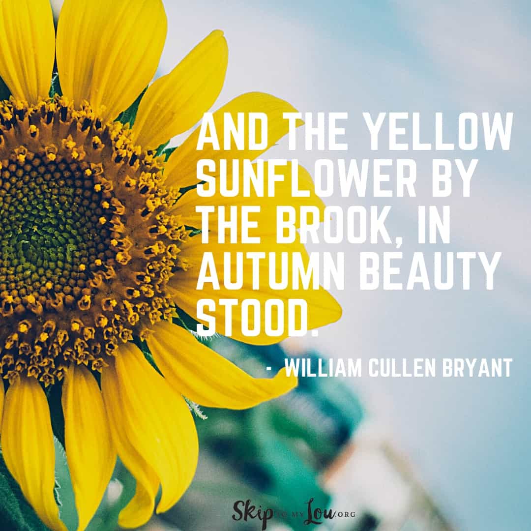 sunflower quote William Cullen Bryant