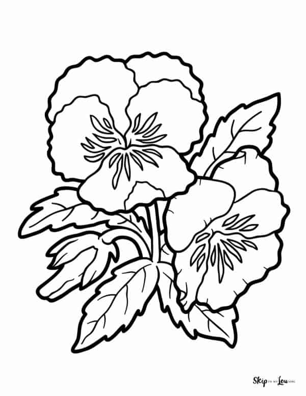 pansy