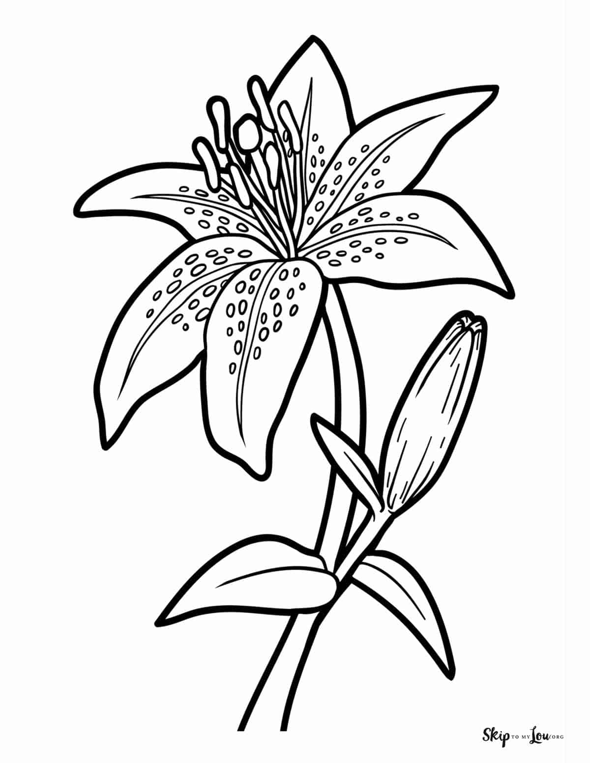 lily