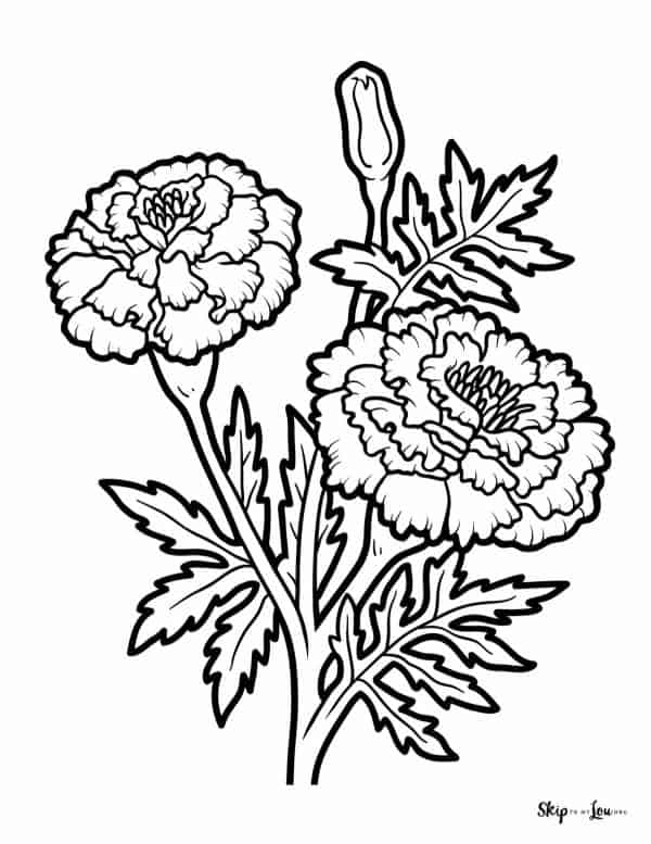 marigold coloring page