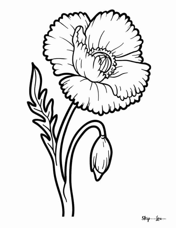 poppy