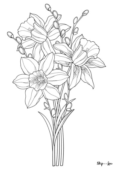 daffodils coloring page