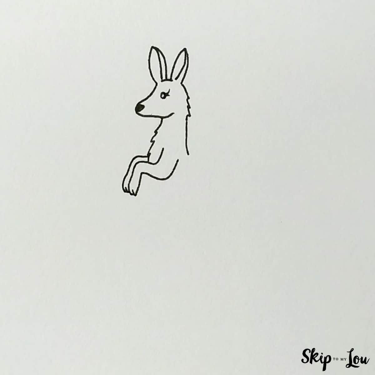draw chest and front legs kangaroo drawing