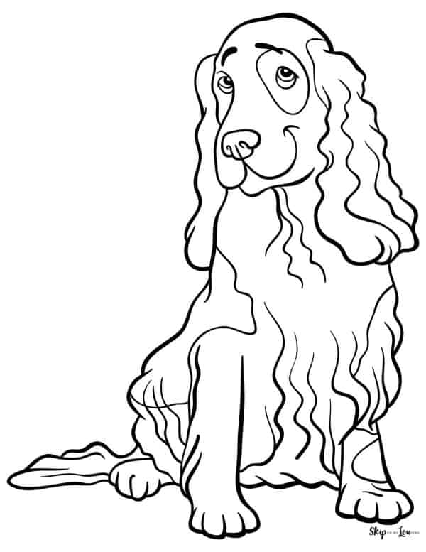 Irish Setter dog