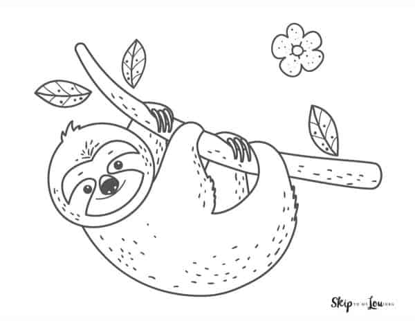 Sloth hanging from branch