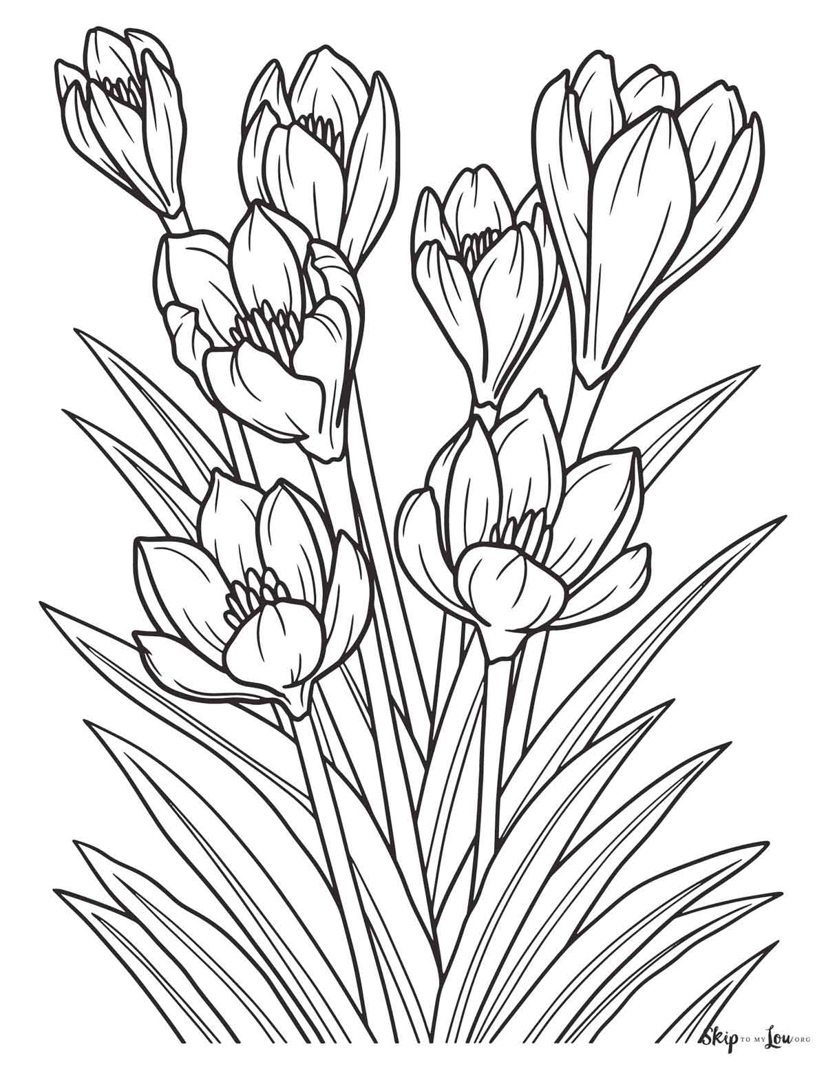 crocus coloring page