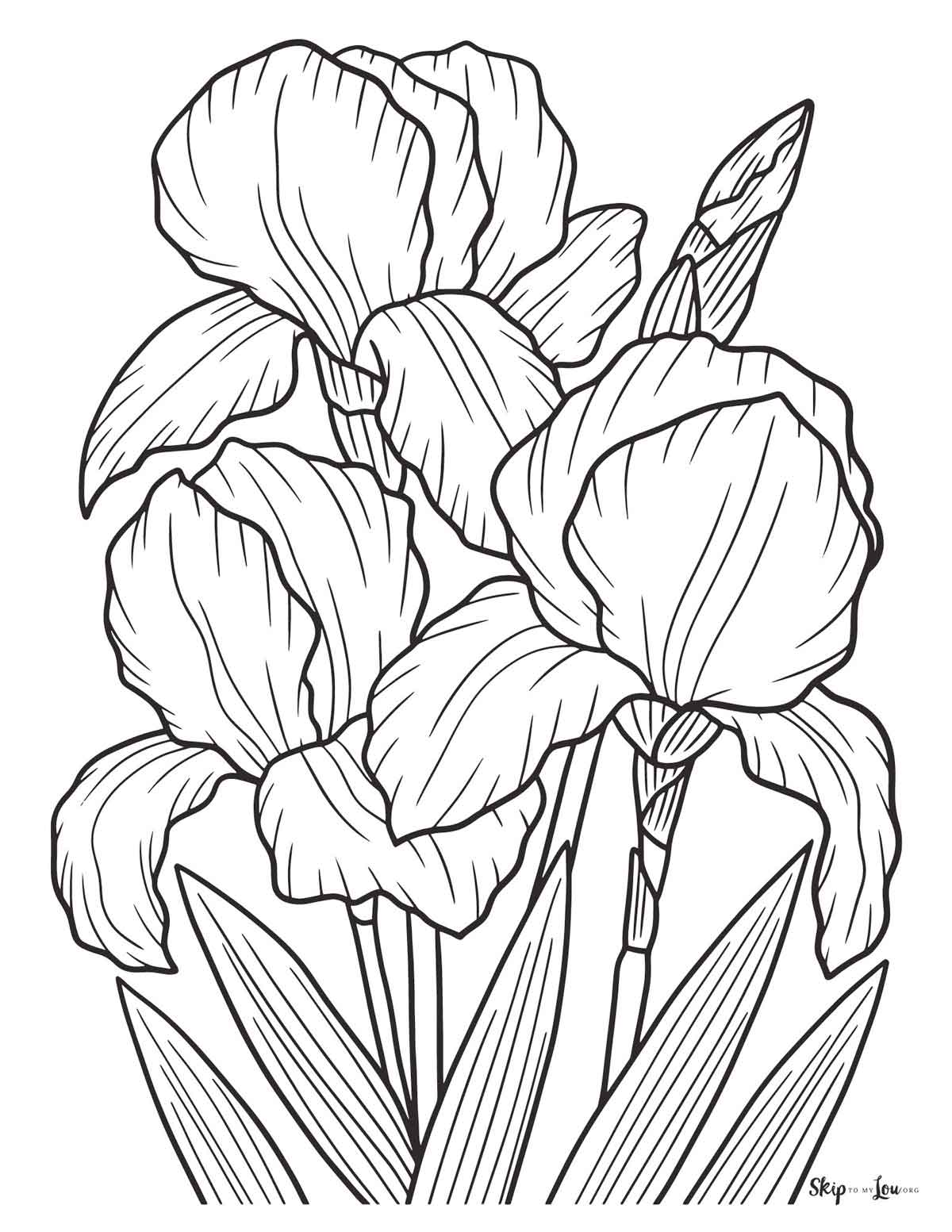 iris coloring page