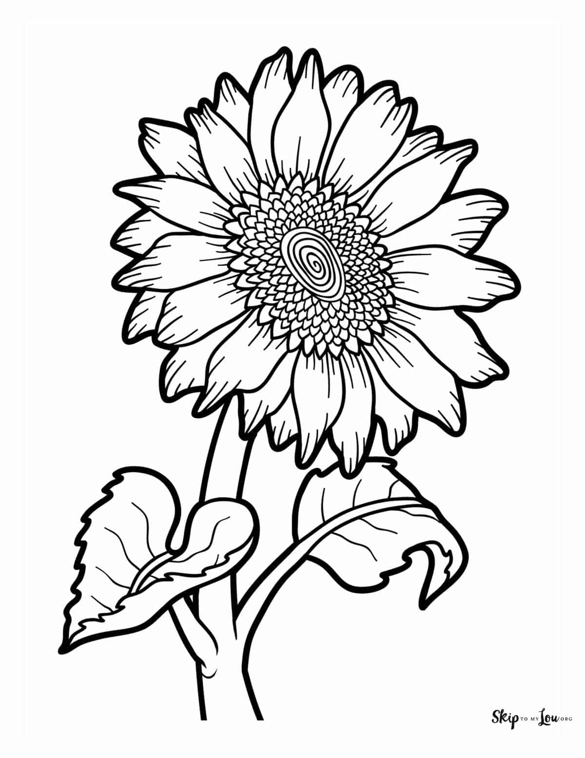 single sunflower