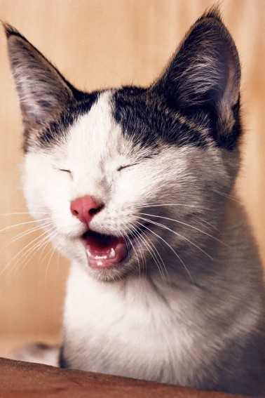 laughing cat