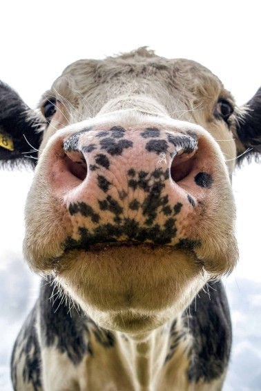 Closeup of cow looking at camera