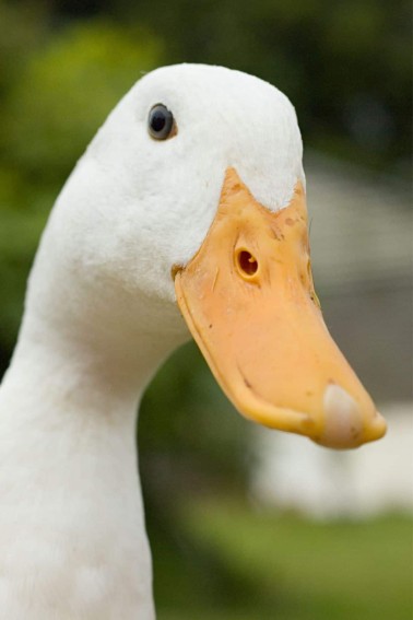 closeup of a white duck