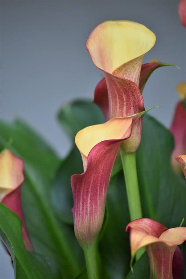 variagated pink and yellow calla lily 