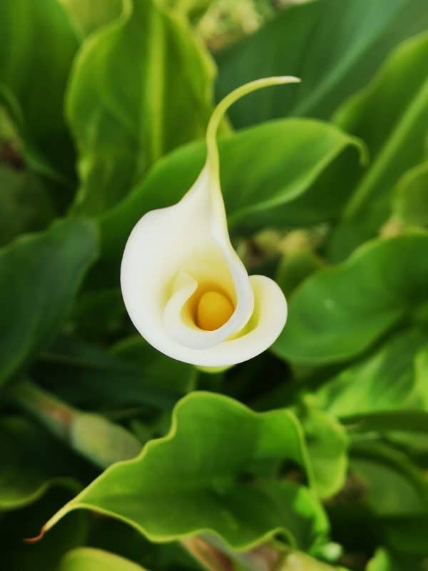 top view of inside of white calla lily bloom