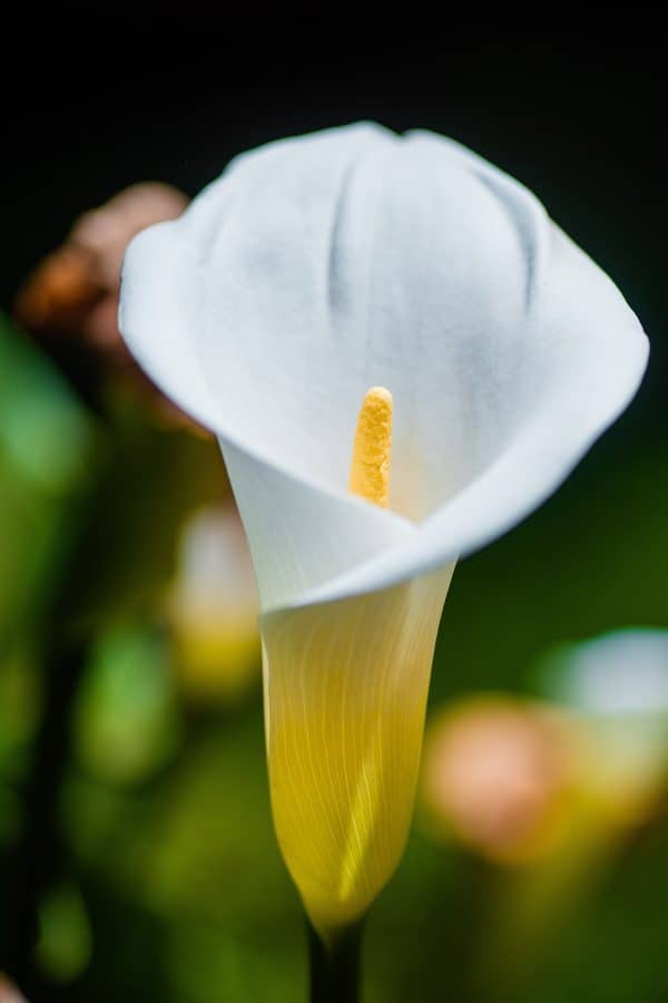 closeup of single white calla lily blossom