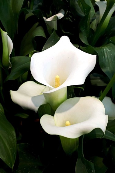 closeup of two white calla lily blooms