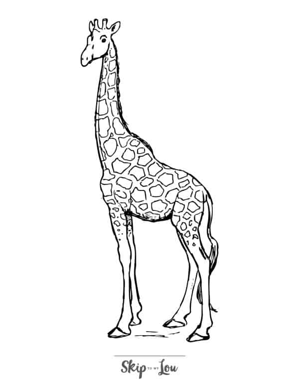 Black and white drawing of a giraffe facing the left by Skip to my Lou.