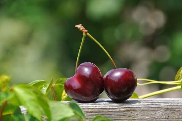 fresh cherries with green leaves