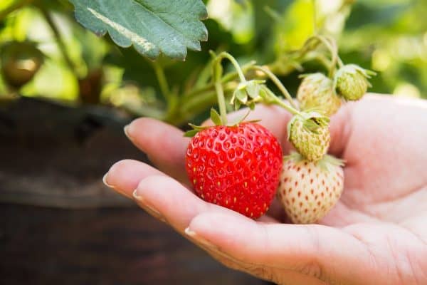 fresh strawberries hanging from plant resting in palm of hand