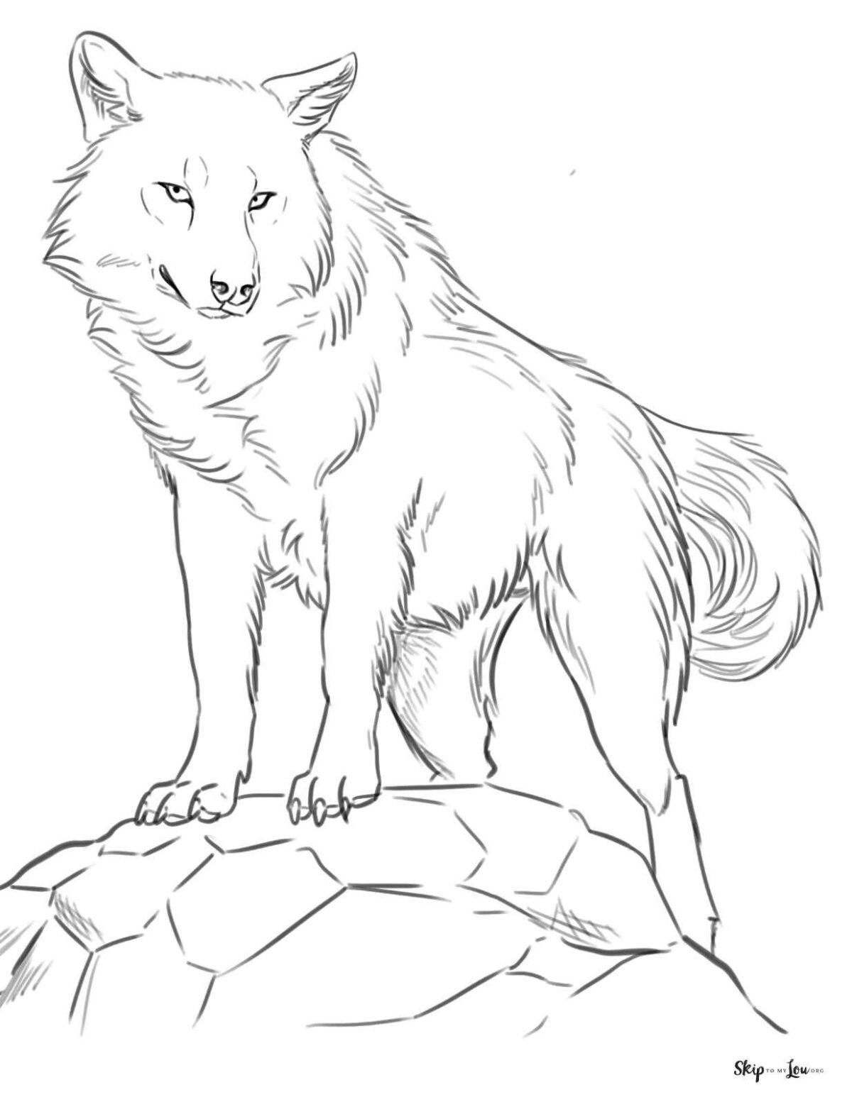 Artic wolf 
