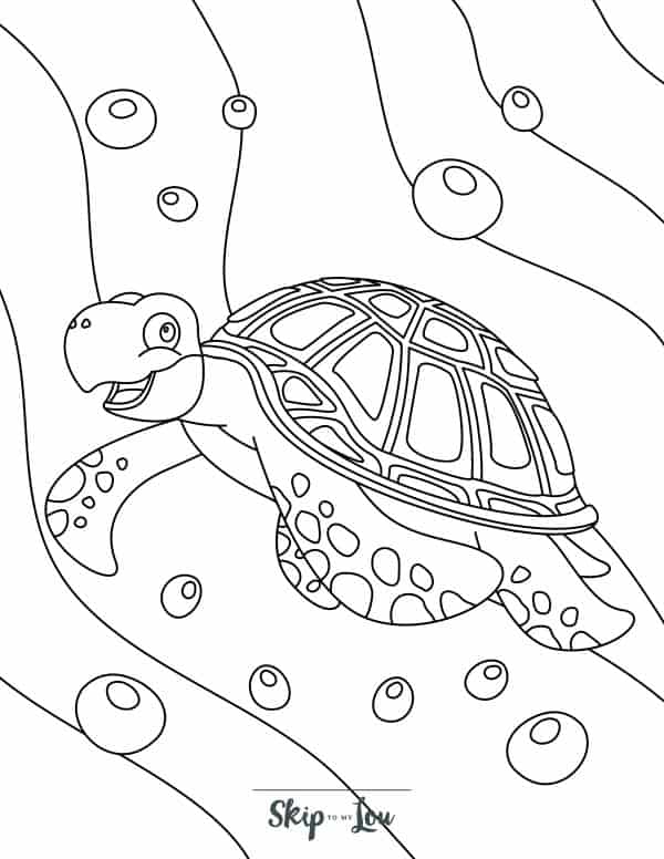 turtle