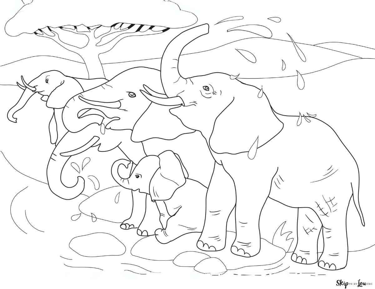 elephants spraying water