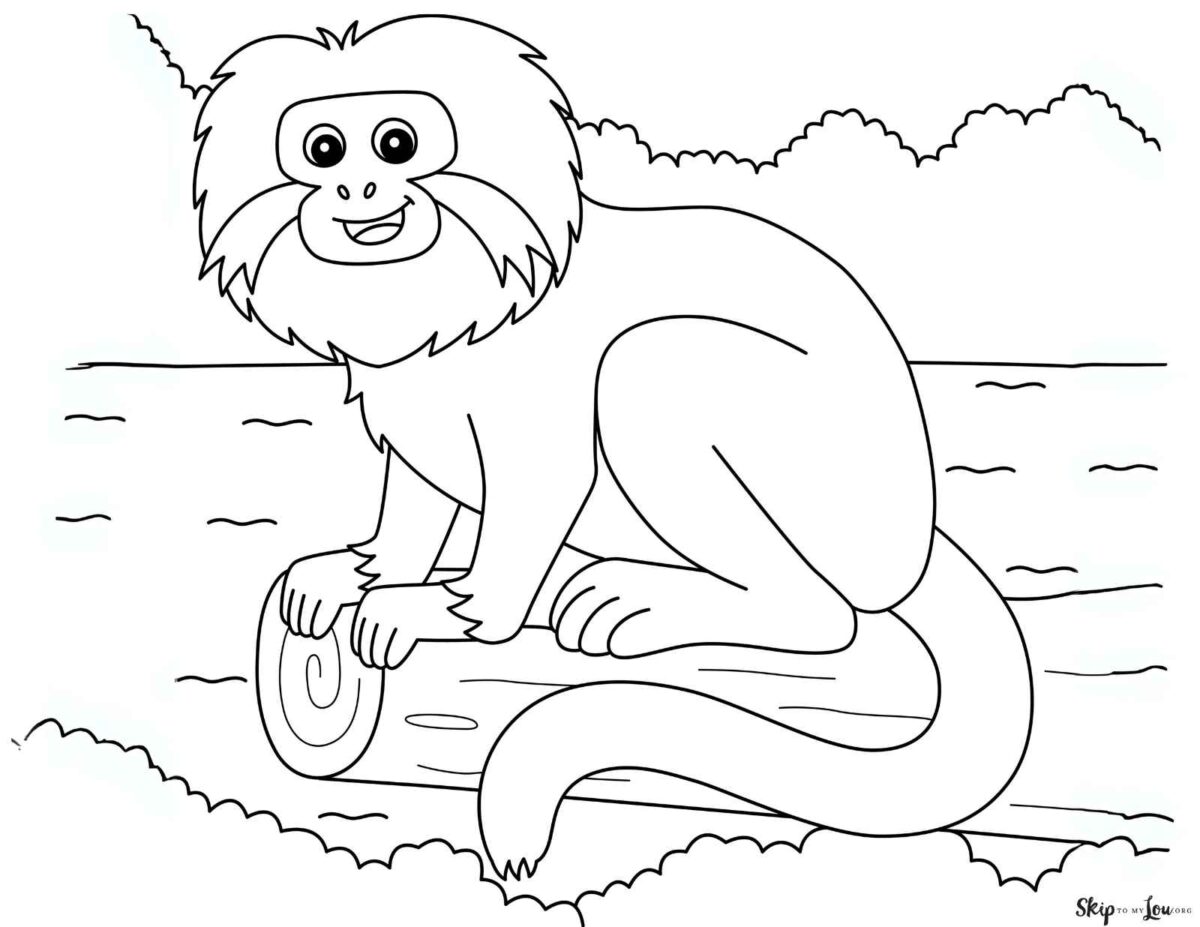tamarin monkey