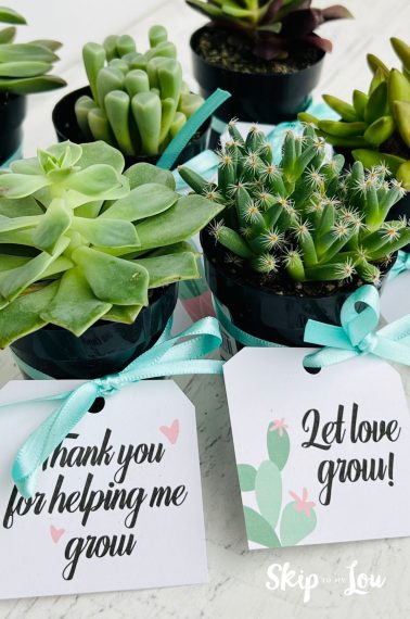 Succulent favor tags attached to different succulent plants with a light-blue ribbon. Text reads "thank you for helping me grow" and "let love grow"