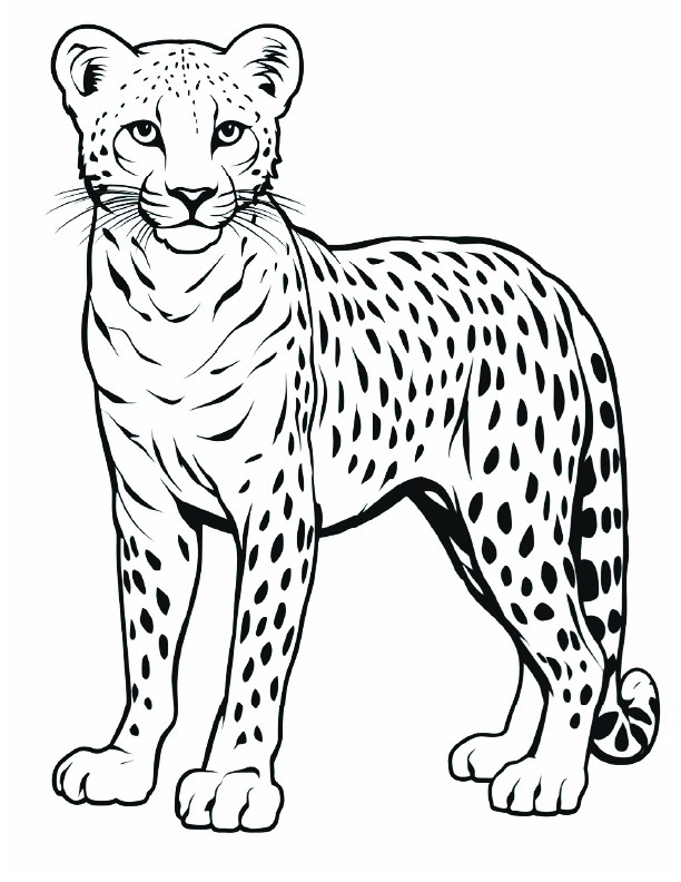 Cheetah Coloring Page 12 - Line drawing of a large cheetah with black spots
