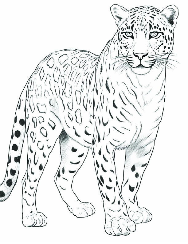 Cheetah Coloring Page 4 - Line drawing of a strong cheetah with big muscles
