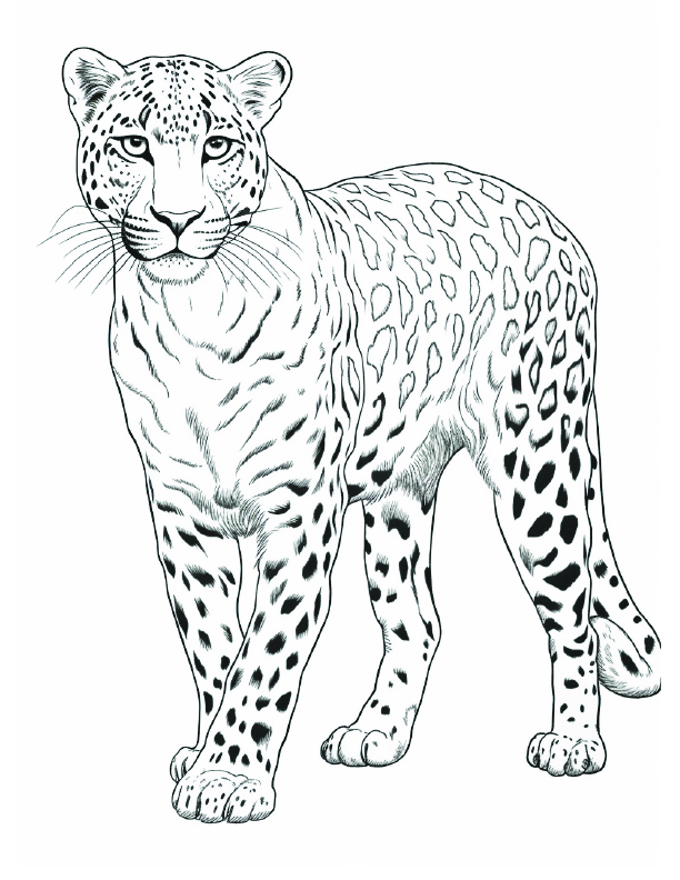 Cheetah Coloring Page 6 - Line drawing of a cheetah with black spots and uncolored spots