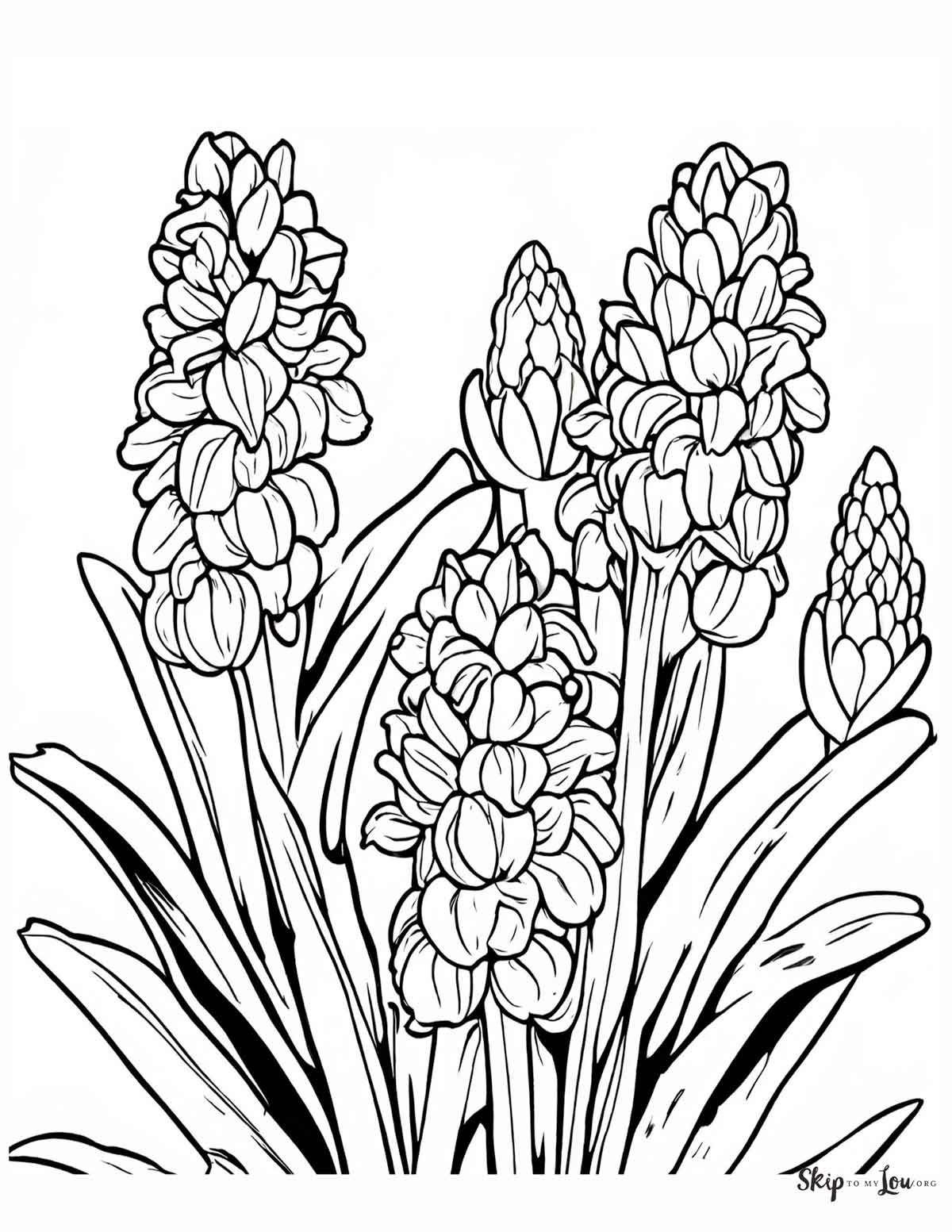 hyacinth flower