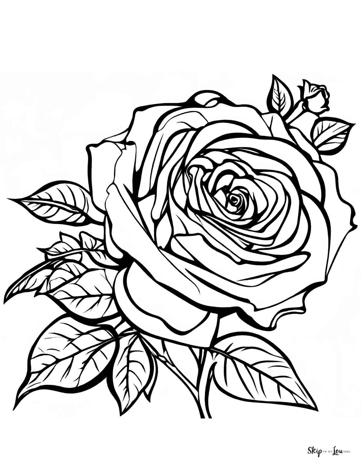 rose flower