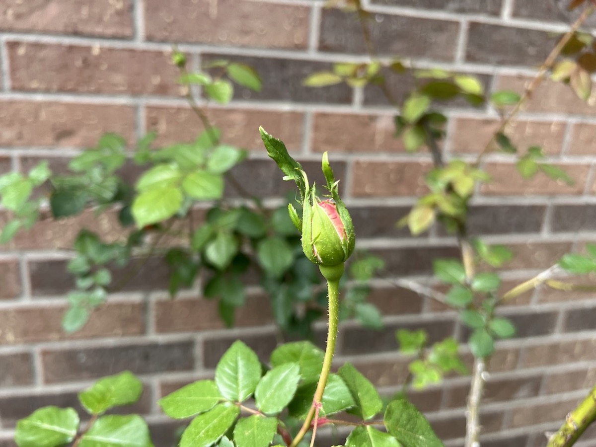 pink rose bud on a bush in the garden