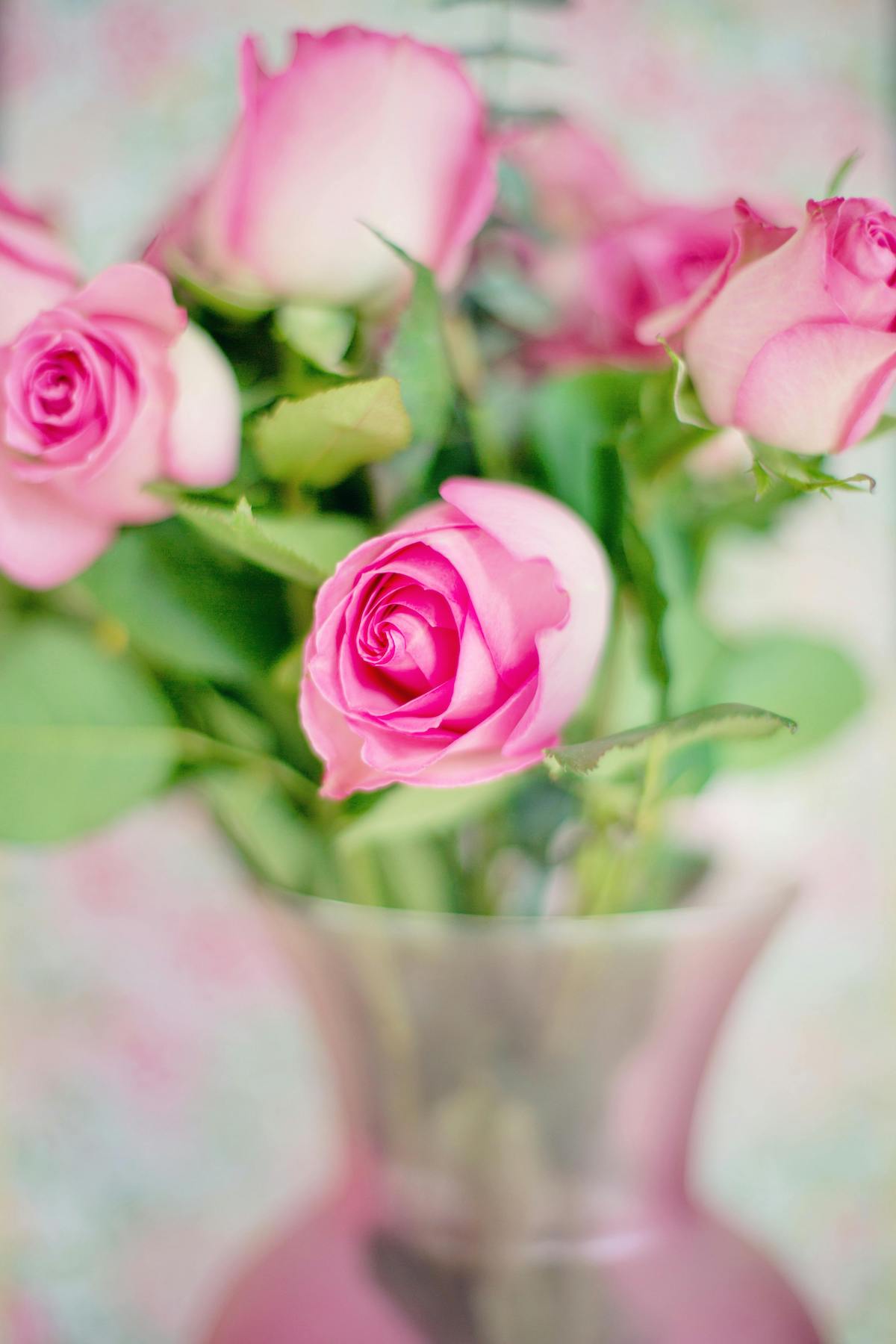 pink roses in a vase