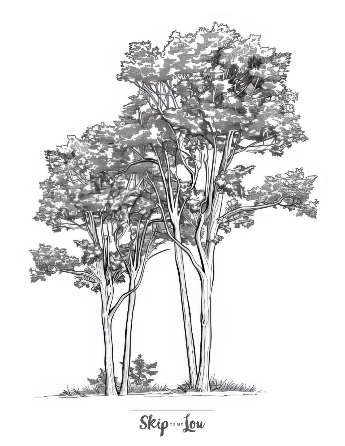 A tree coloring page featuring two ash trees.