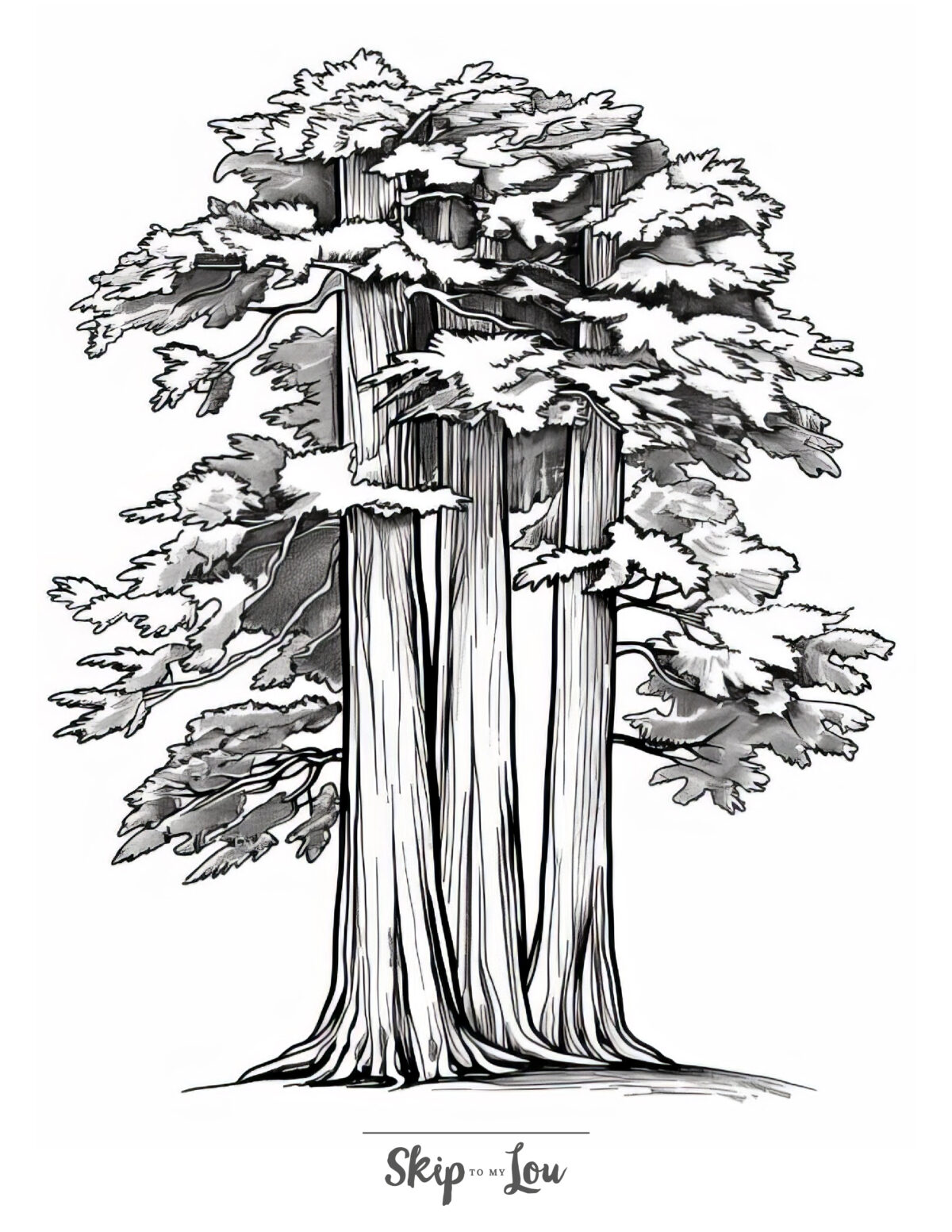 A tree coloring page featuring a large cedar tree.