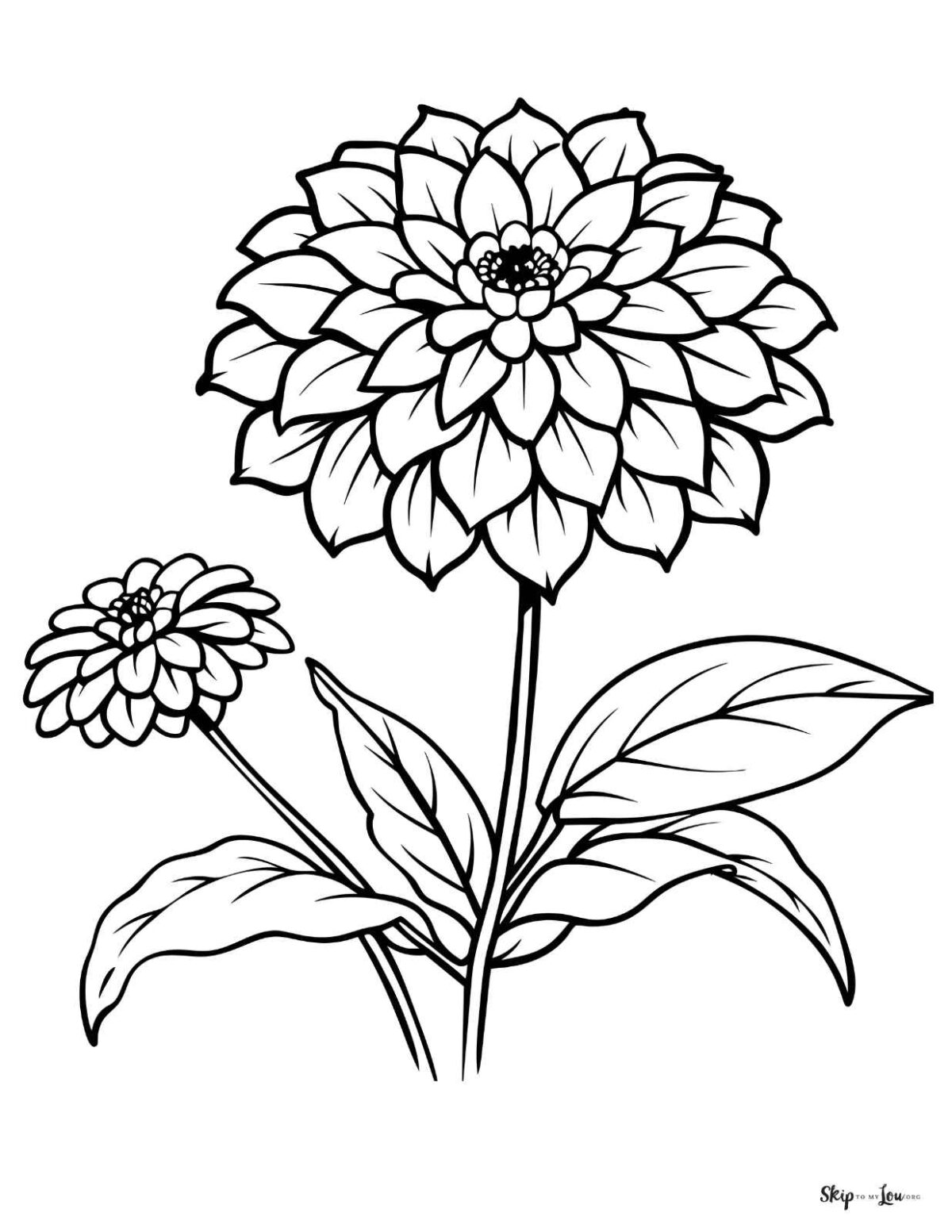 zinna flower