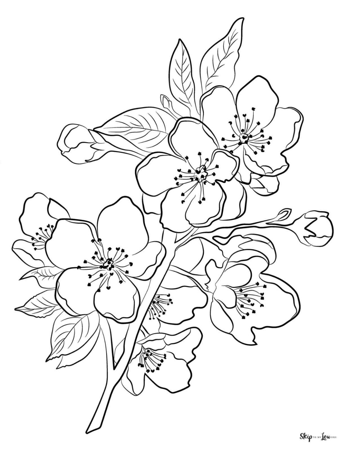 cherry blossoms