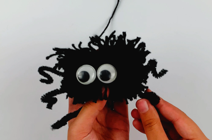 Two hands holding the pom pom spider with all his legs secured.
