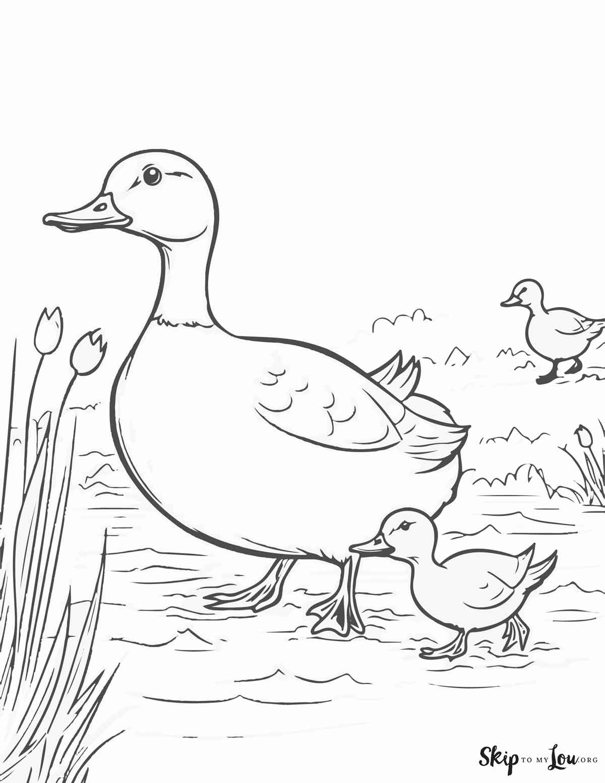 mama duck with babies