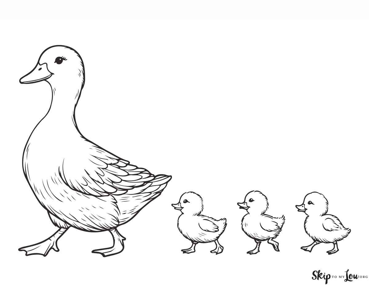 mama duck with babies following