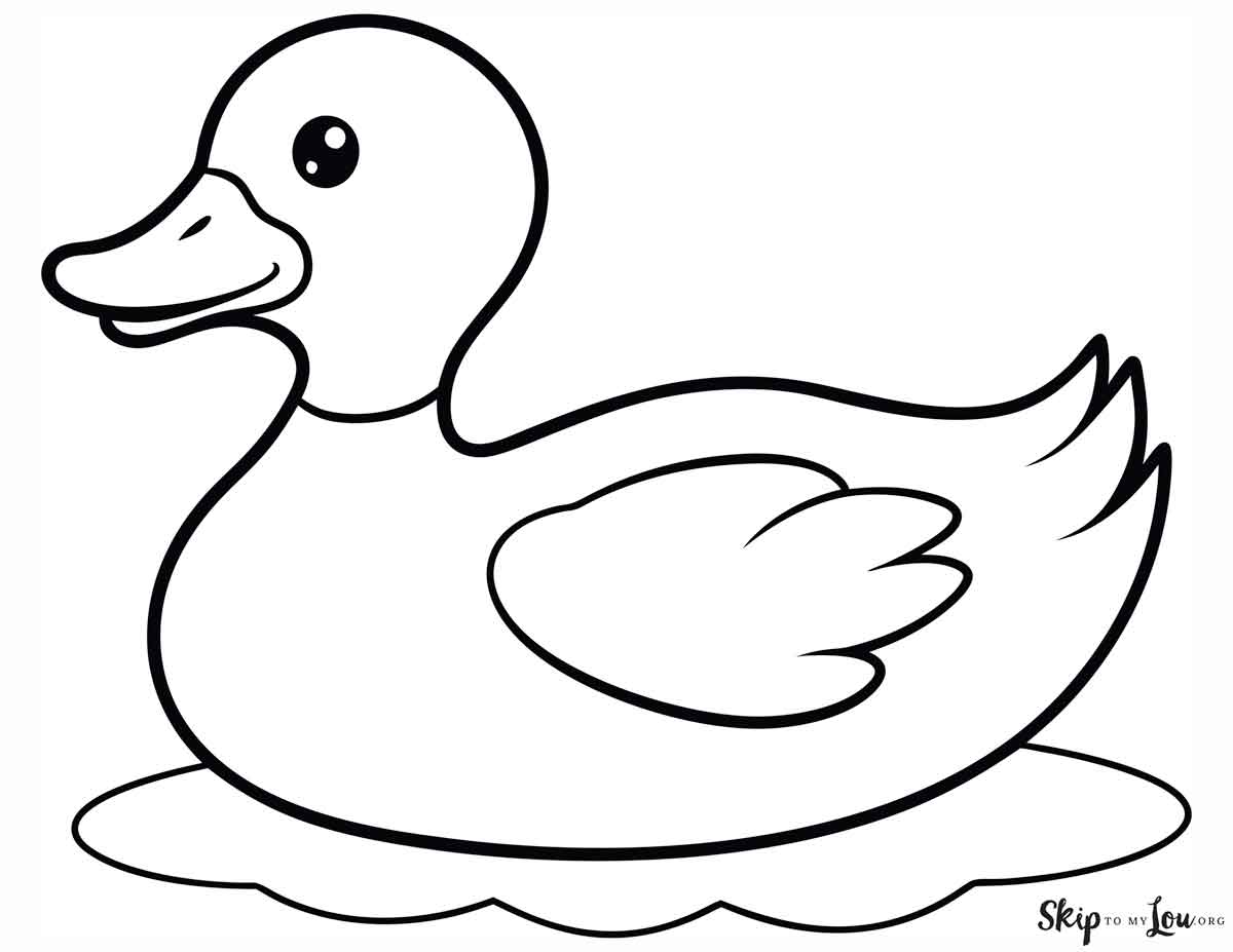 Swimming duck