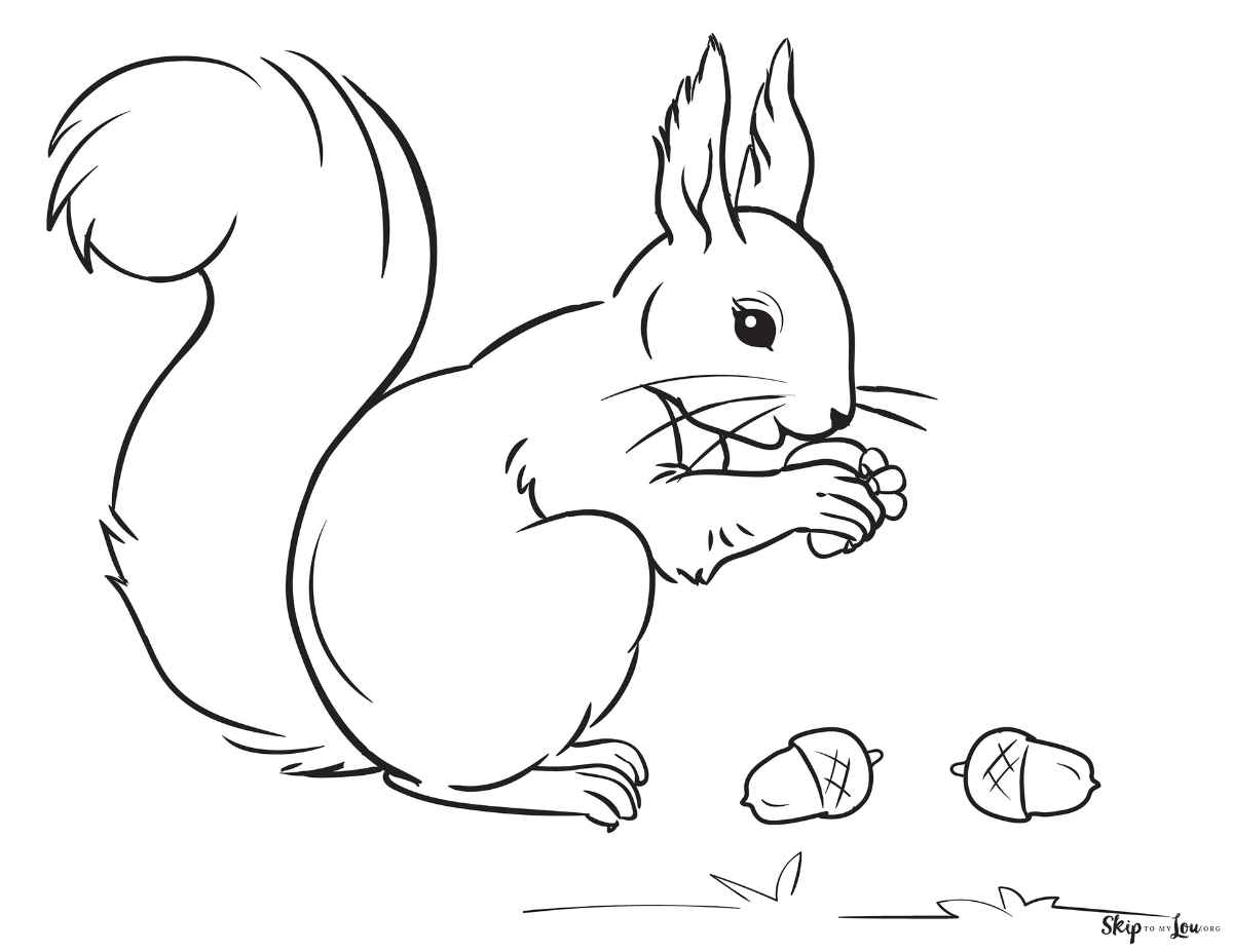 squirrel with nuts coloring page