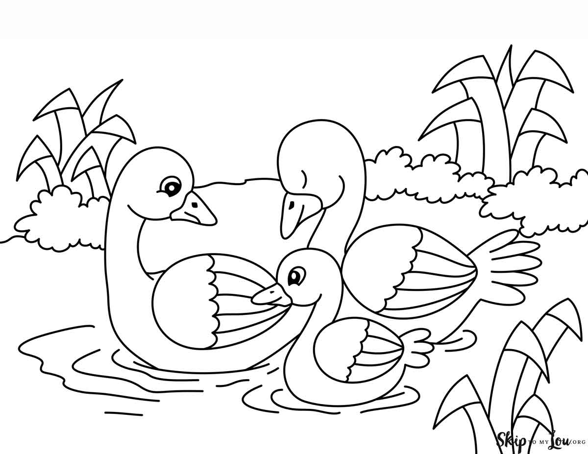 swimming duck family