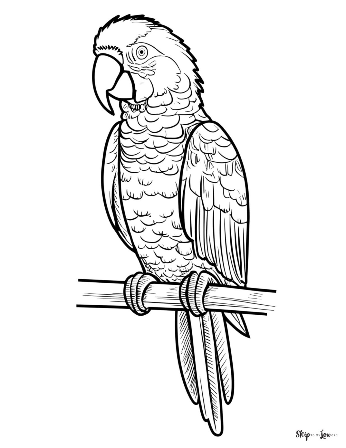 realistic parrot coloring page