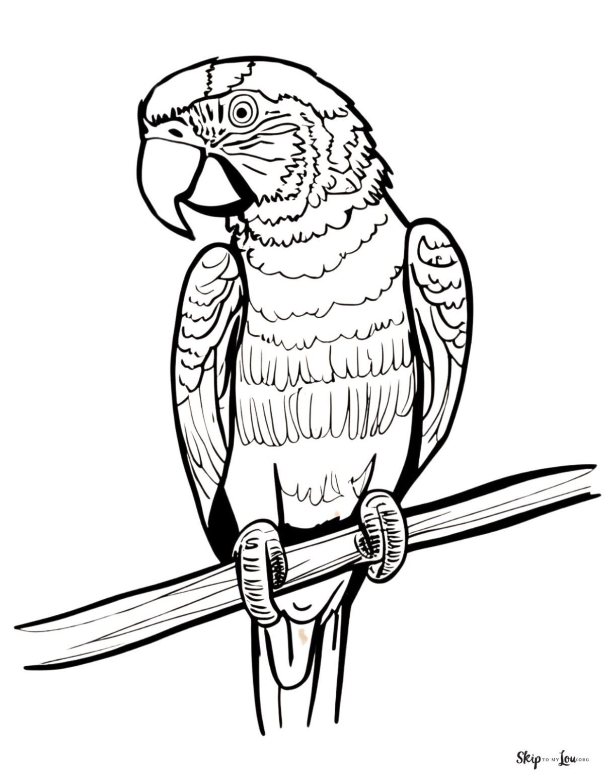 parrot with turned head 